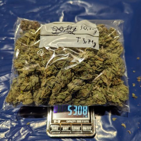 Royal Gorilla Automatic #3 growlog timeline photo