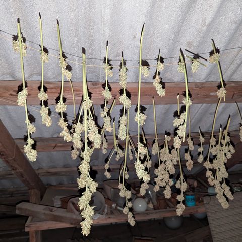 Purplematic CBD #4 growlog timeline photo
