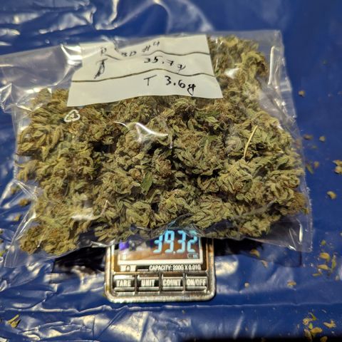 Purplematic CBD #4 growlog timeline photo