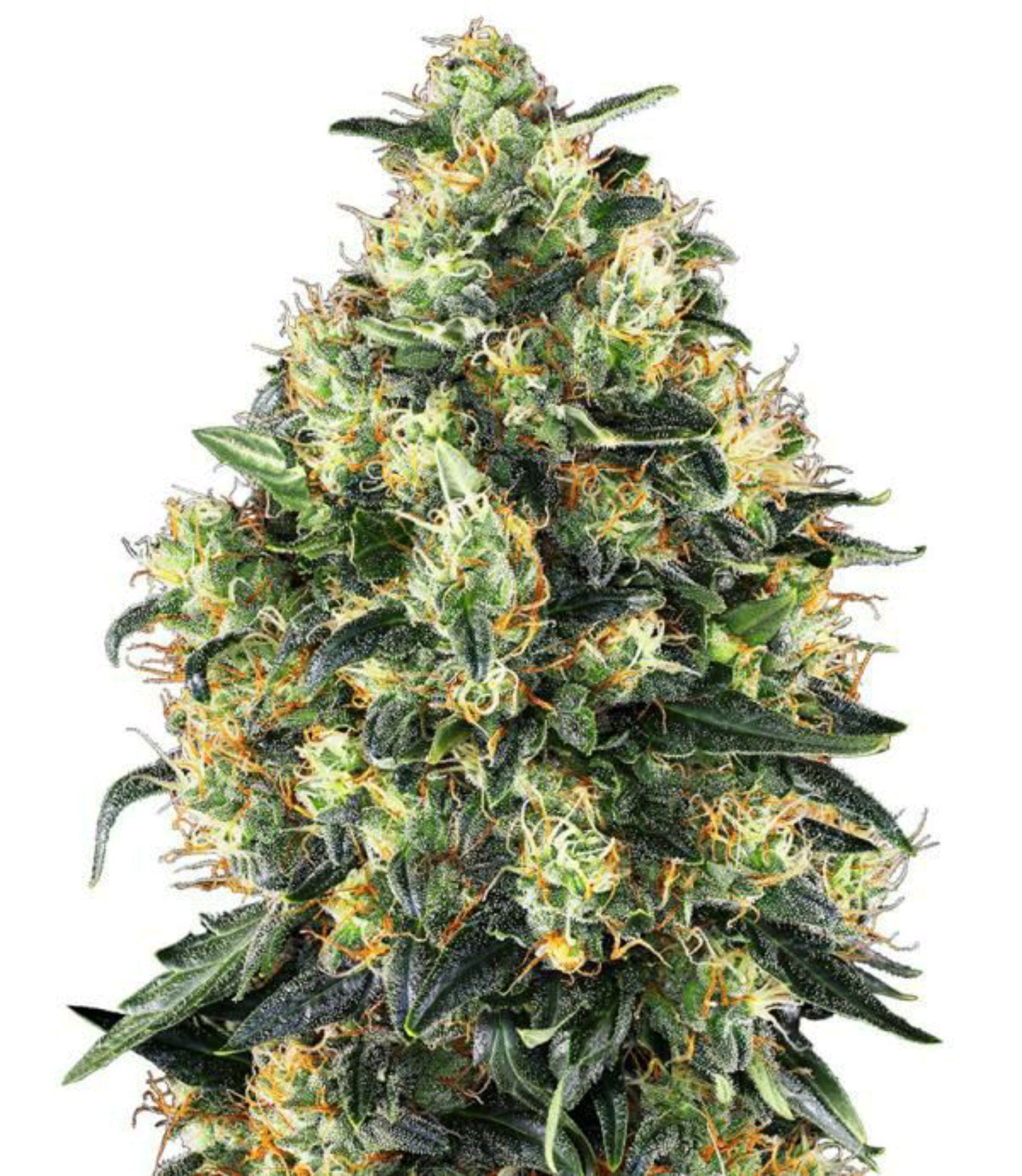 Super Skunk Auto growlog header