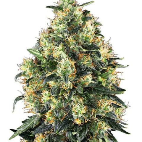 Super Skunk Auto growlog in Indoor