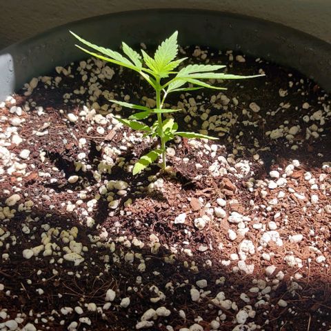 Silver Haze Photo growlog timeline photo