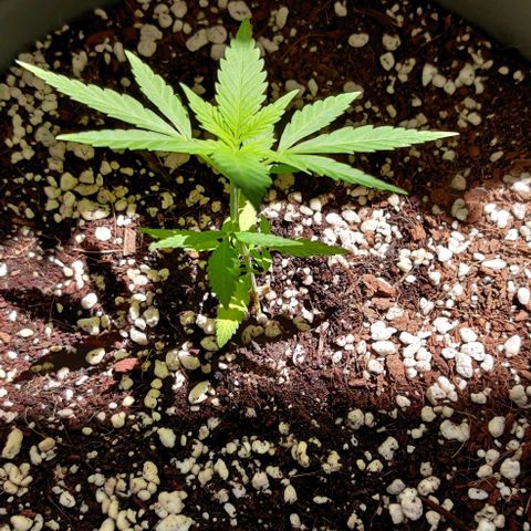 Silver Haze Photo growlog timeline photo