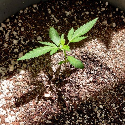 Growlog-Zeitleistenfoto von Auto White Widow