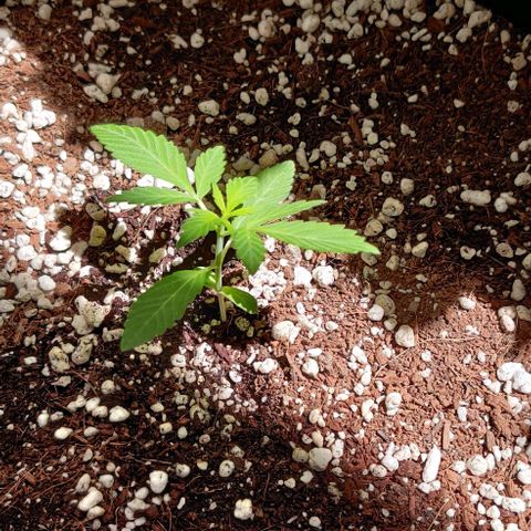 Growlog-Zeitleistenfoto von Auto White Widow