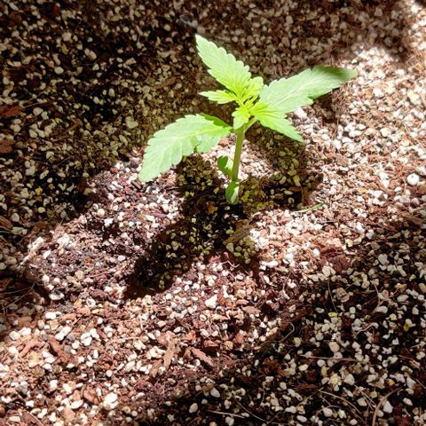 Foto do growlog de Auto Blueberry: Looks like the mutant is bringing normal leaves now
