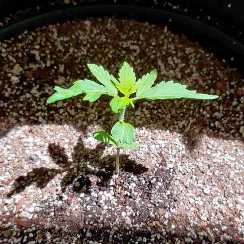 Foto do growlog de Auto Blueberry: Looks like the mutant is bringing normal leaves now