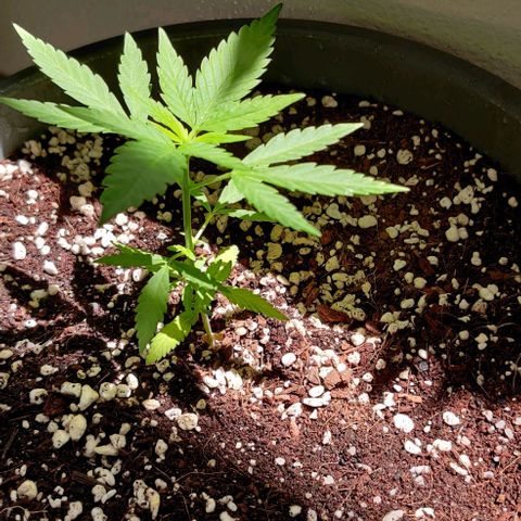 Silver Haze Photo growlog timeline photo