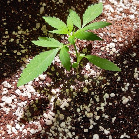 Growlog-Zeitleistenfoto von Auto White Widow