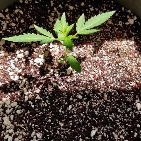 Growlog-Zeitleistenfoto von Auto White Widow