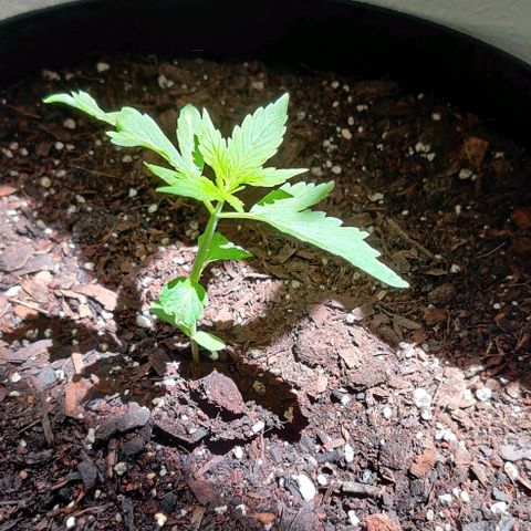 Foto do cronograma do growlog de Auto Blueberry