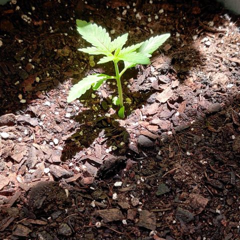 Foto do cronograma do growlog de Auto Blueberry