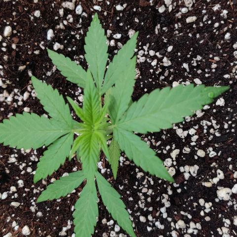 Silver Haze Photo growlog timeline photo