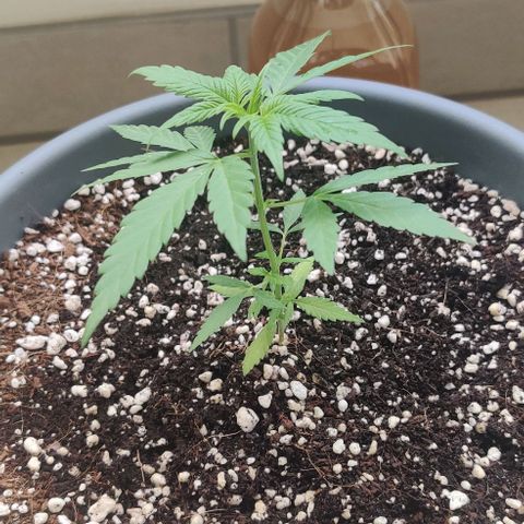 Silver Haze Photo growlog timeline photo