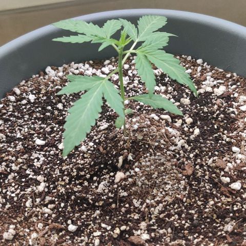 Growlog-Zeitleistenfoto von Auto White Widow