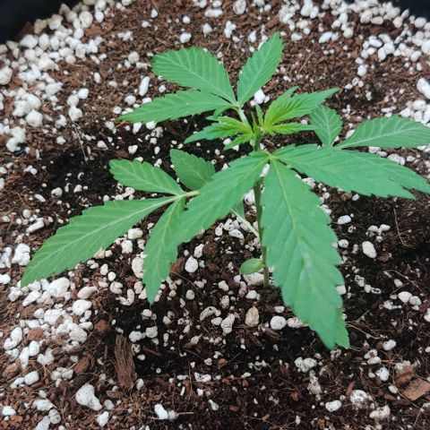 Growlog-Zeitleistenfoto von Auto White Widow