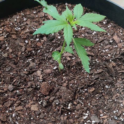 Foto do cronograma do growlog de Auto Blueberry