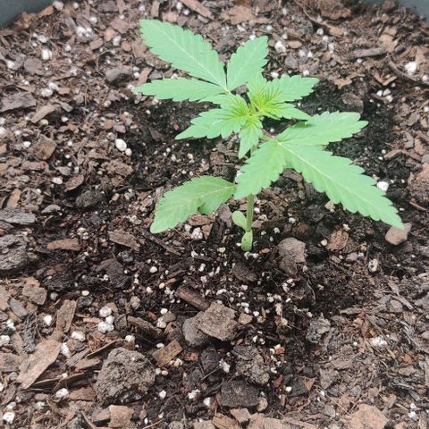 Foto do cronograma do growlog de Auto Blueberry