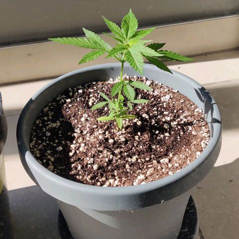 Silver Haze Photo growlog timeline photo