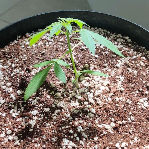 Growlog-Zeitleistenfoto von Auto White Widow