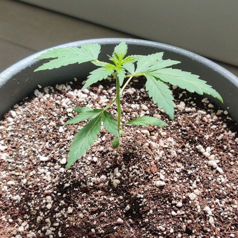Growlog-Zeitleistenfoto von Auto White Widow