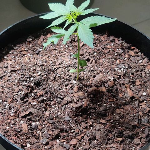 Foto do cronograma do growlog de Auto Blueberry