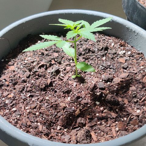 Foto do cronograma do growlog de Auto Blueberry