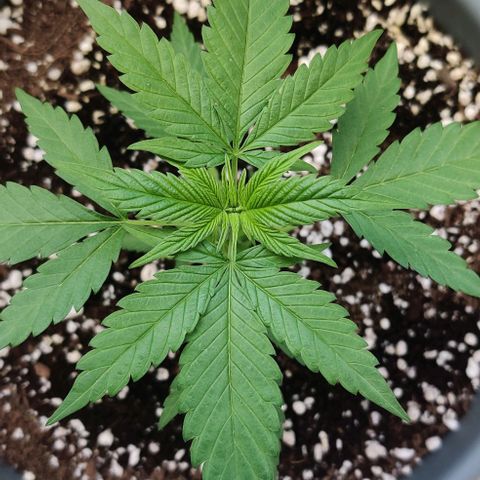 Silver Haze Photo growlog timeline photo