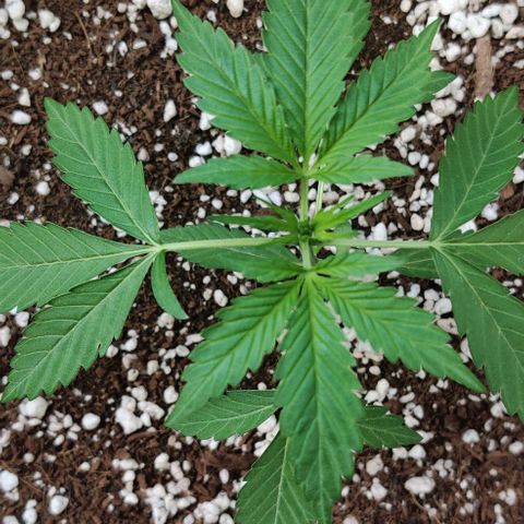 Growlog-Zeitleistenfoto von Auto White Widow