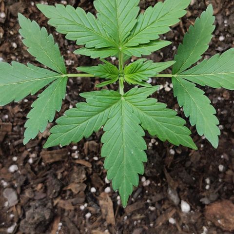 Foto do cronograma do growlog de Auto Blueberry
