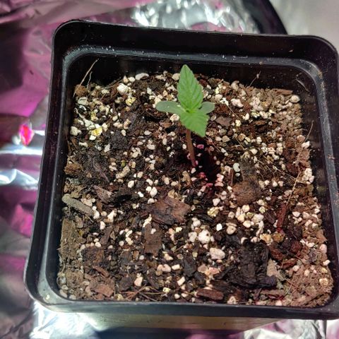 Northern Lights Auto growlog timeline photo