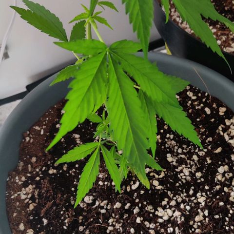 Silver Haze Photo growlog timeline photo
