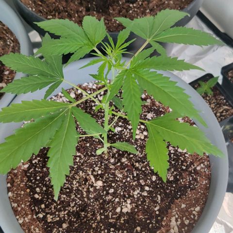 Growlog-Zeitleistenfoto von Auto White Widow
