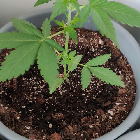 Foto do cronograma do growlog de Auto Blueberry