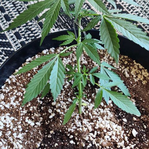 Growlog-Zeitleistenfoto von Auto White Widow