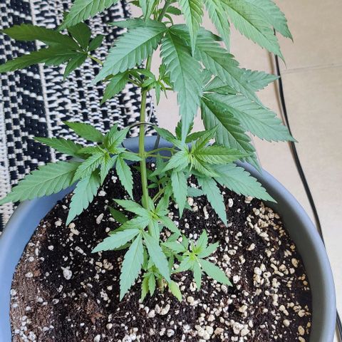 Silver Haze Photo growlog timeline photo