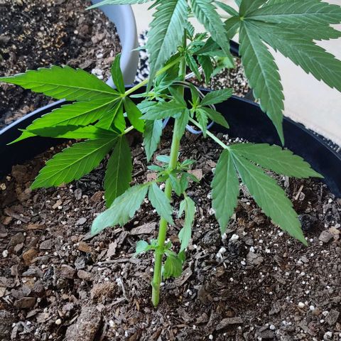Foto do cronograma do growlog de Auto Blueberry