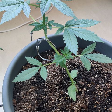 Foto do cronograma do growlog de Auto Blueberry