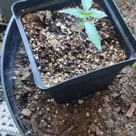 Northern Lights Auto growlog timeline photo