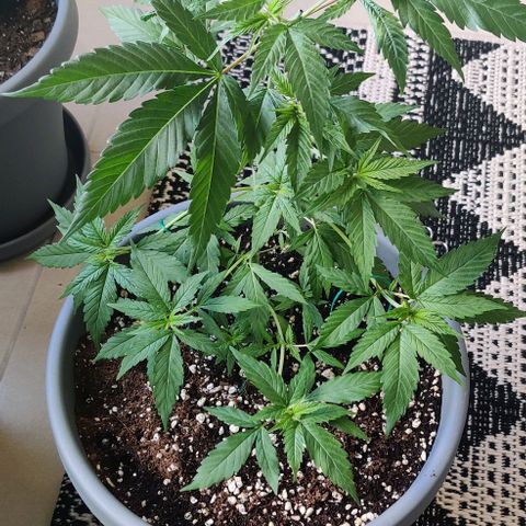 Silver Haze Photo growlog timeline photo