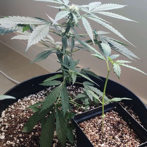 Growlog-Zeitleistenfoto von Auto White Widow