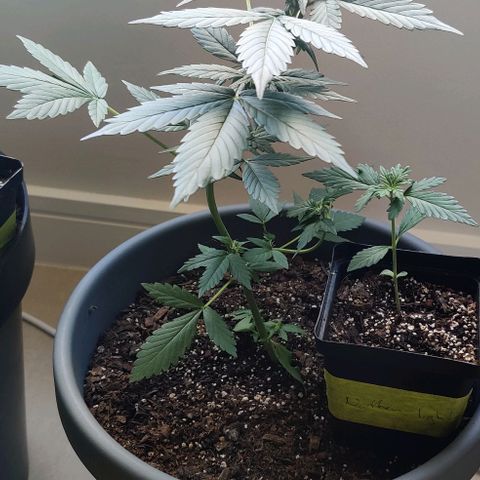 Foto do cronograma do growlog de Auto Blueberry