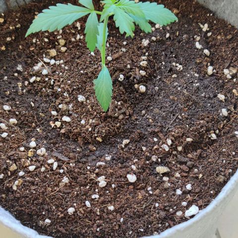 Northern Lights Auto growlog photo: Mutant again