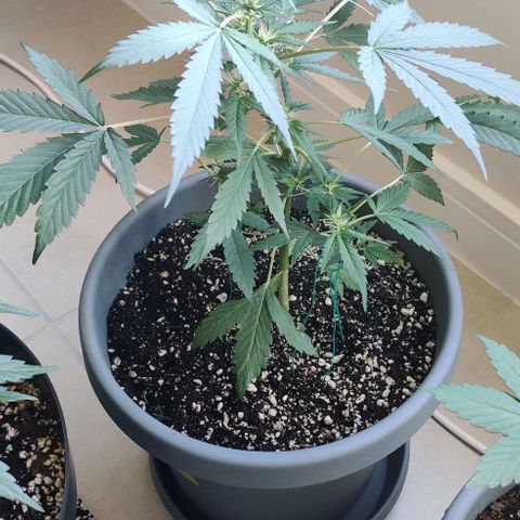 Growlog-Zeitleistenfoto von Auto White Widow