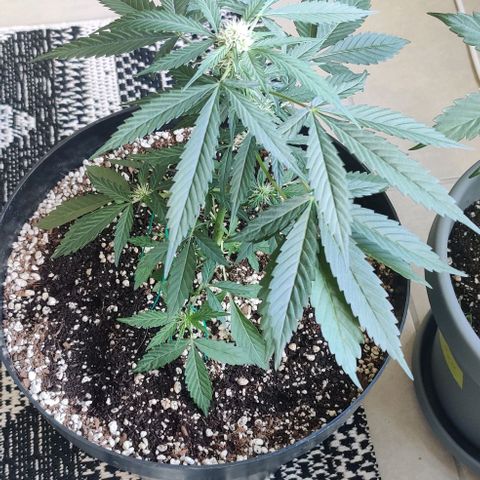 Growlog-Zeitleistenfoto von Auto White Widow