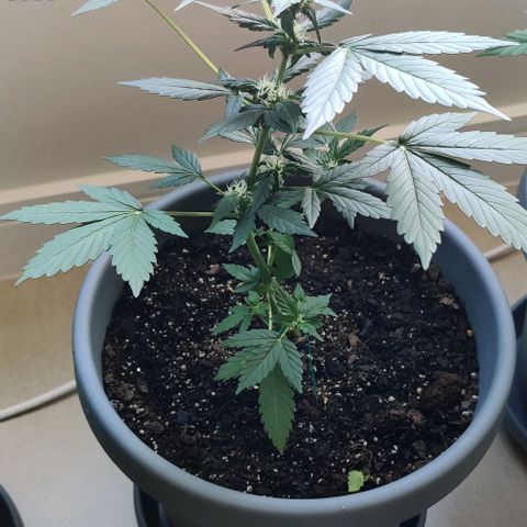 Foto do cronograma do growlog de Auto Blueberry