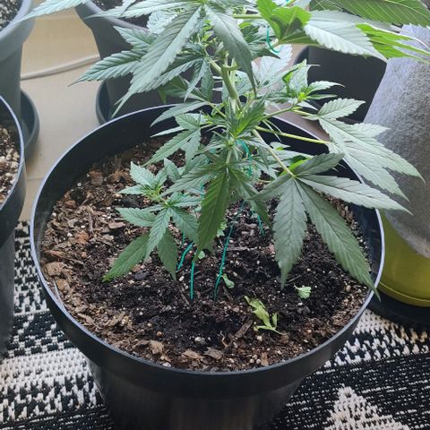 Foto do cronograma do growlog de Auto Blueberry