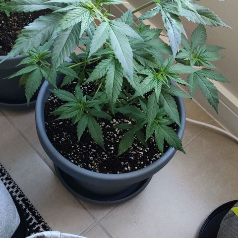 Silver Haze Photo growlog timeline photo