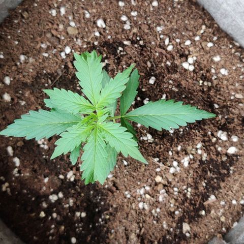 Northern Lights Auto growlog timeline photo