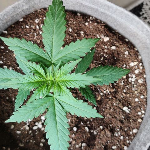 Girl Scout Cookies Auto growlog timeline photo
